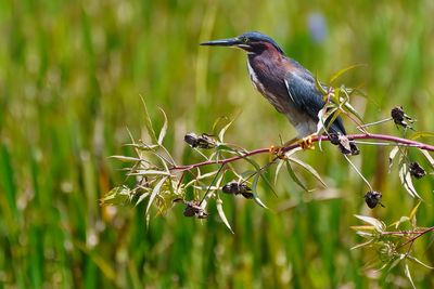 Green heron