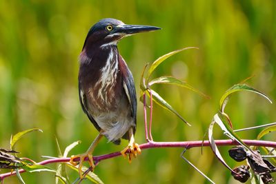 Green heron