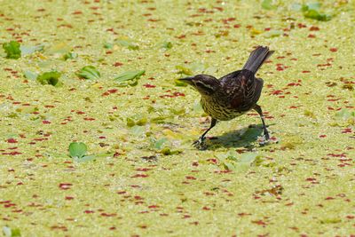 Red-winged blackbird walking on duckweed