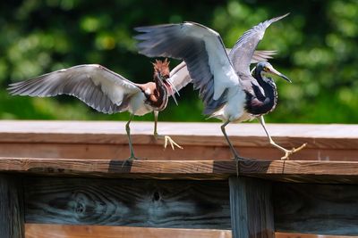 Juvenile tricolored heron chasing its parent