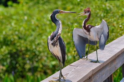 Juvenile tricolored heron begging parent for food