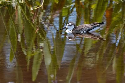 Juvenile black-necked stilt bathing