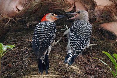 Red-bellied woodpecker feeding its chick