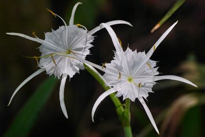 Streamside spider lilies