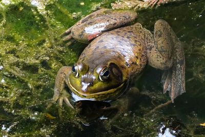 Pig frog