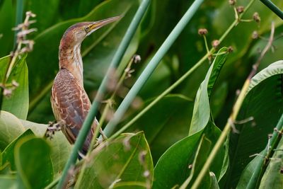 Least bittern female, neck down