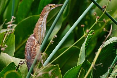 Least bittern female, neck up