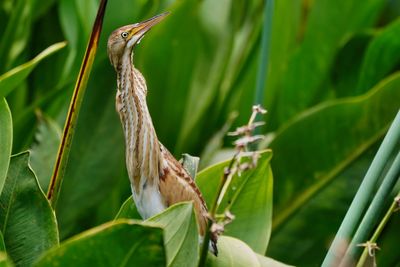 Least bittern female, neck up