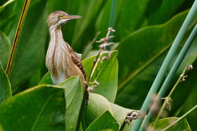 Least bittern female, neck down
