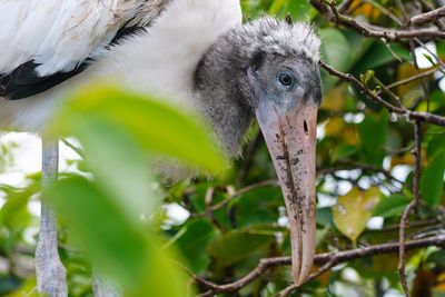 Juvenile wood stork closeup