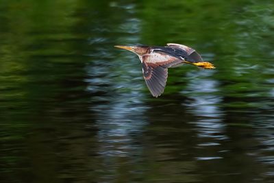 Least bittern in flight