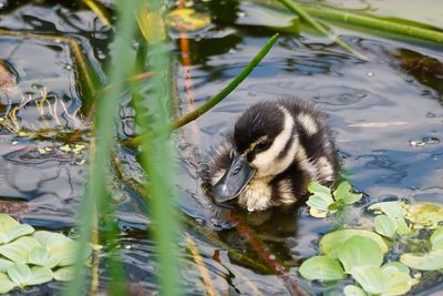 Black-bellied whistling duckling