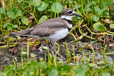 Killdeer