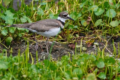 Killdeer