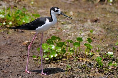Black-necked stilt