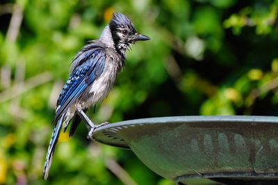 Wet blue jay on the bird bath