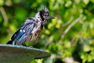 Wet blue jay on the bird bath