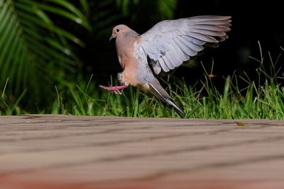 Mourning dove landing