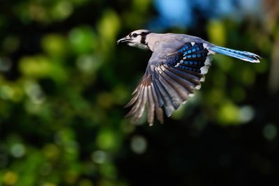 Blue jay in flight