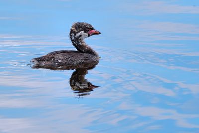Pied-billed grebe chick