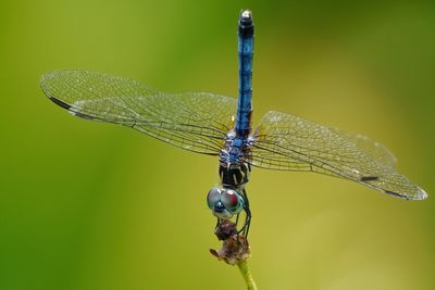 Blue dasher dragonfly