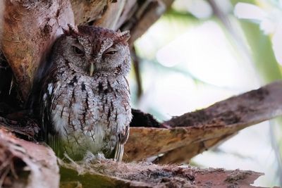 Eastern screech owl