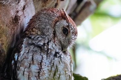 Eastern screech owl closeup