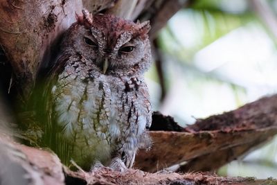 Eastern screech owl
