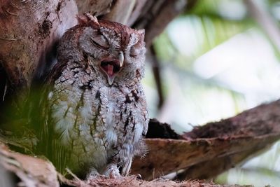 Eastern screech owl