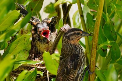 Red-winged blackbird screaming for food