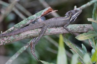 Relaxed basilisk lizard
