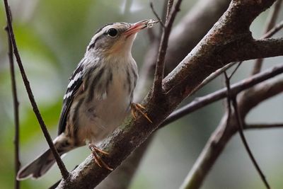 First of the black-and-white warblers