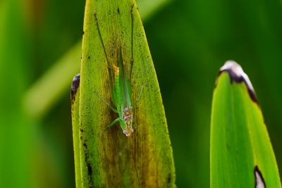 Meadow katydid on a leaf