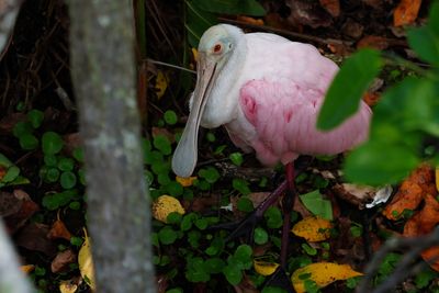 Roseate spoonbill tucked down in the shade
