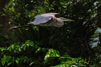 Great blue heron flying past the trees