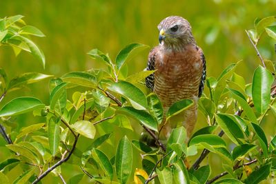 Red-shouldered hawk in a pond apple tree