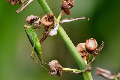 Meadow katydid