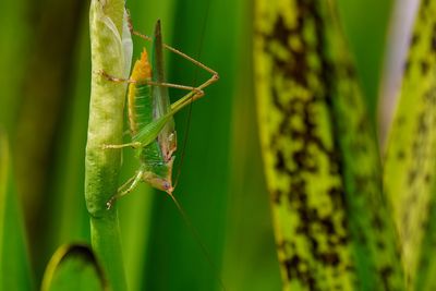 Meadow katydid