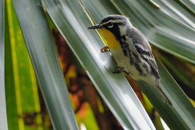 Yellow-throated warbler