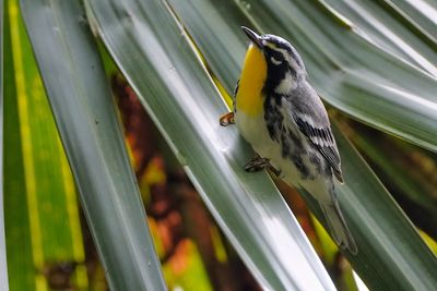 Yellow-throated warbler