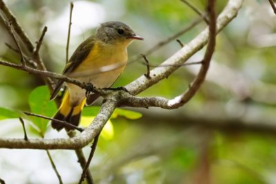 Female American Redstart