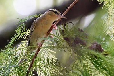 Worm-eating warbler