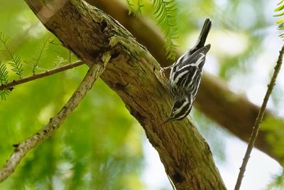 Black and white warbler