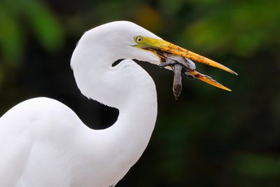 Great egret with baby turtle closeup