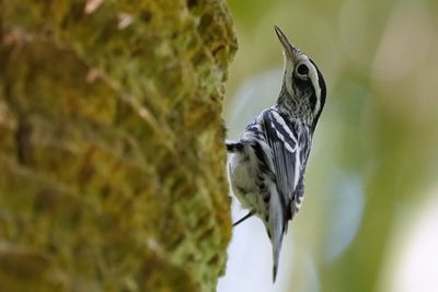 Black and white warbler