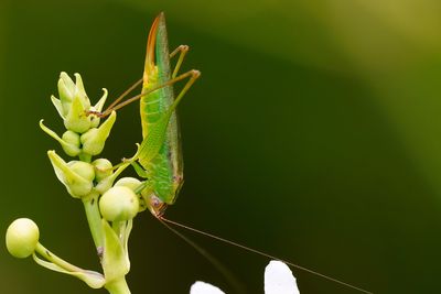Meadow katydid