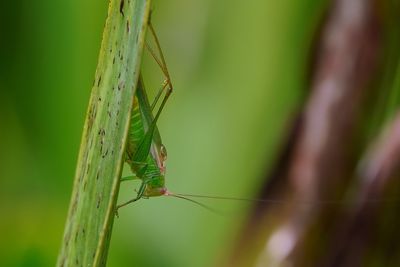 Meadow katydid