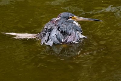 Bathing tricolored heron