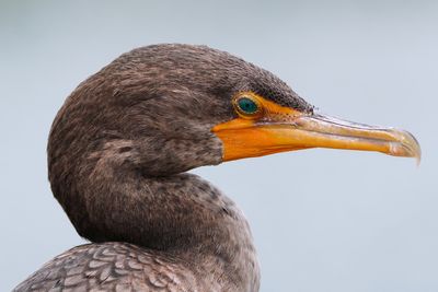 Cormorant closeup