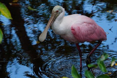 Roseate spoonbill